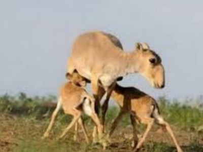 Ақбөкендерді төлдеу кезінде фото мен видеоға түсіруге тыйым салынады.