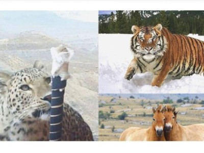 Жолбарыс, қабылан, керқұлан — қызыл кітапқа енгізілді.