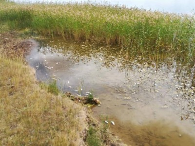 Еліміздің солтүстігіндегі көлде балықтар қырылып жатыр.