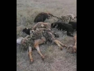 Қарағанды облысында мал жаппай қырылды