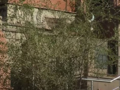 Алматыда адам жерлейтін жер қалмады, зираттар жабылуда