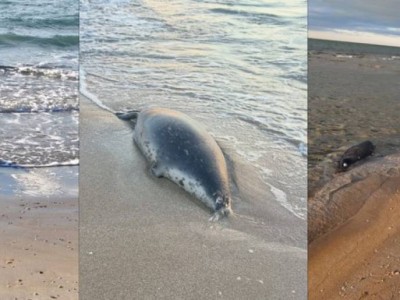 Каспий жағалауынан жүздеген өлі итбалық табылды