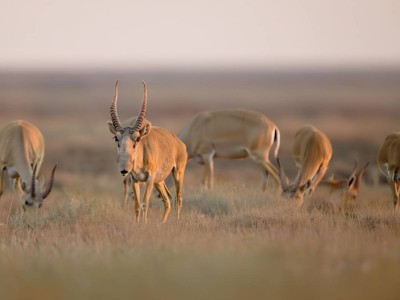 Киіктердің еті супермаркеттерде сатыла бастайды – министрлік