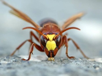 Арақ ішсе де, мас болмайды: Ғалымдар ерекше жәндікті тауып, ғылыми жаңалық ашты