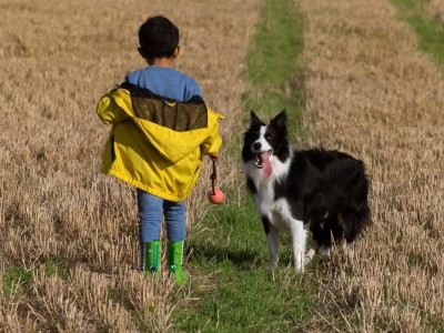 Иттер адамдардың әңгімесін «тыңдап», сөздерді түсіне алады – ғалымдар