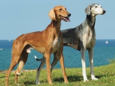 Тазыларды кімдер және неге атып жатыр?