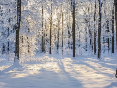 Петропавл маңындағы орманда үсіп қалған 18 жастағы жігіттің денесі табылды