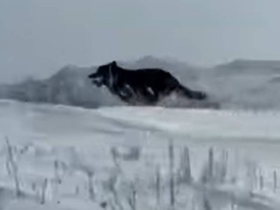 ШҚО-да аңшылар сирек кездесетін қара түсті қасқырды атып тастады