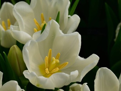 Абайлаңыз! 8 наурыз қарсаңында алаяқтар белсенді бола түседі