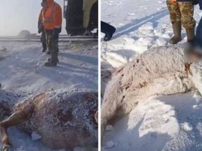 Ақмола облысында пойыз бір үйір жылқыны қағып кетті