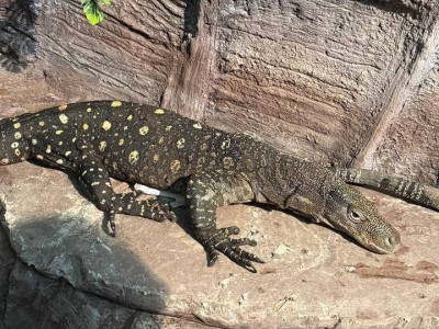 Алматы хайуанаттар бағына Жаңа Гвинеядан алып кесірткелер әкелінді