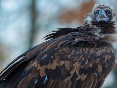 Қазақстаннан ұшқан қарақұс Үндістанда сұмдық жағдайға тап болды