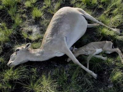 Атырау облысында 800-ден астам өлі киік табылды