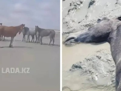 Маңғыстаулық фермерлер қырылған малға өтемақы талап етіп отыр