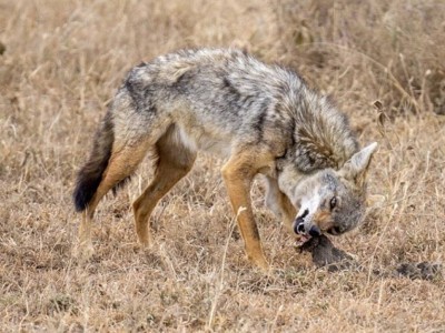 Түркістан облысында шибөрінің балаларға шабуылынан кейін оларды құтыру ауруына тексеру басталды