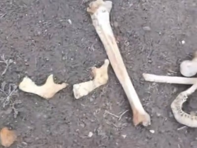 Семейде ескі стадионнан адам сүйектері табылды (ВИДЕО)