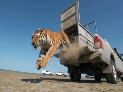 Балқаш маңына жіберілген жолбарыс жұртты алаңдатты