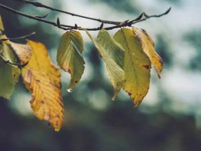 7 қыркүйекте Қазақстанның бірқатар өңірінде жаңбыр жауып, шаңды дауыл соғады