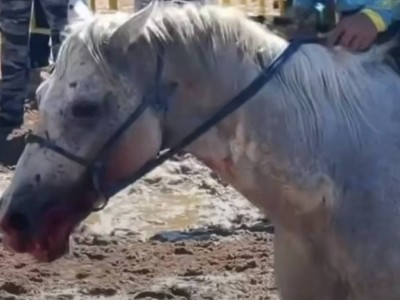 Желідегілер аттың аузын қанатқан көкпаршыны жазалауды сұрады