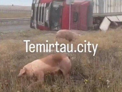 Астана – Қарағанды тасжолында шошқа тиеген жүк көлігі аударылды