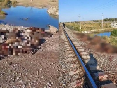Жамбыл облысында жүк пойызы 70 қойды басып кетті