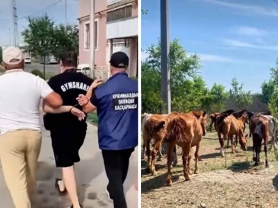 Ақмола облысында әкесі мен баласы 77 жылқыны ұрлап, сатып жіберген деген күдікке ілінді