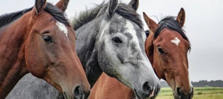 Жылқылары қырылған жаңақорғандықтарға өтемақы берілмейді.