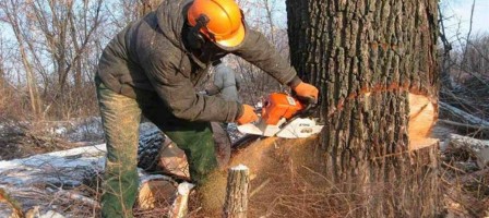 Алматыда емен ағаштарын заңсыз кескендердің үстінен қылмыстық іс қозғалды.