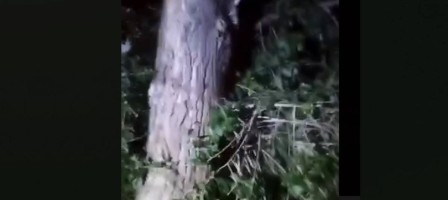 3 қабаттан құлаған әйел ағашқа ілініп қалды.
