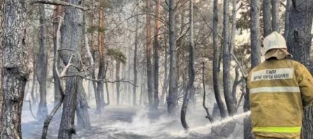 Қостанайда орман шаруашылығының басшысы қамалды.