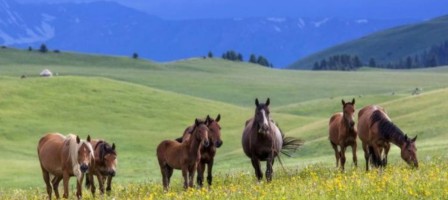 Шетелге сатылмайтын қазақтың жерін байлар бөліп алмай ма?.