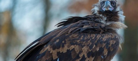 Қазақстаннан ұшқан қарақұс Үндістанда сұмдық жағдайға тап болды