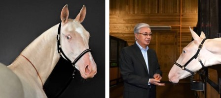 Тоқаев ақалтеке тұқымды жылқыны көрсетіп, қолдан жем берді