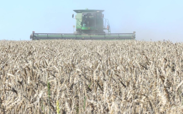 Қостанай облысында дән өңдеу көлемі артып, экспорттық қуаттар кеңеюде