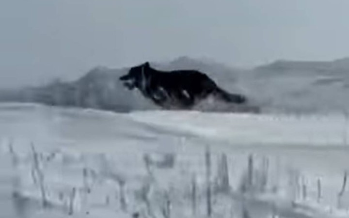 ШҚО-да аңшылар сирек кездесетін қара түсті қасқырды атып тастады