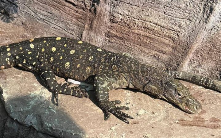 Алматы хайуанаттар бағына Жаңа Гвинеядан алып кесірткелер әкелінді