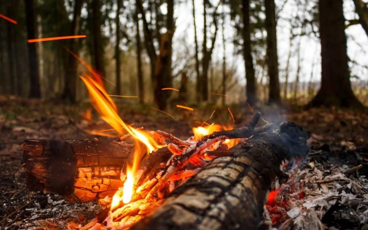 Солтүстік Қазақстан облысында орман өртенді