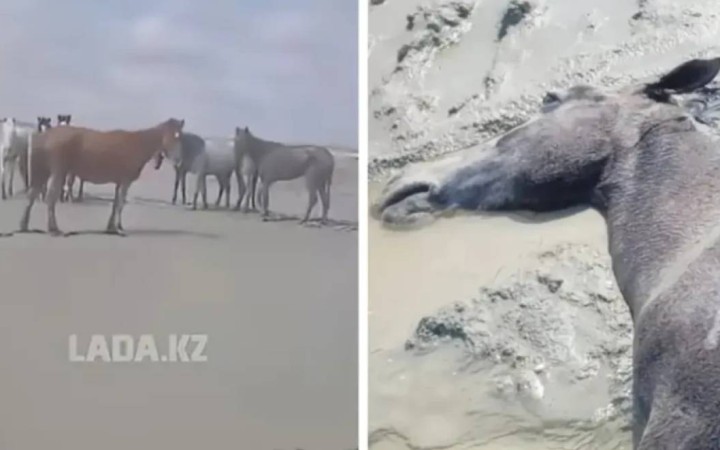 Маңғыстаулық фермерлер қырылған малға өтемақы талап етіп отыр