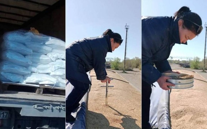 Қазақстанға Ресейден залалды арпалар жеткізілген