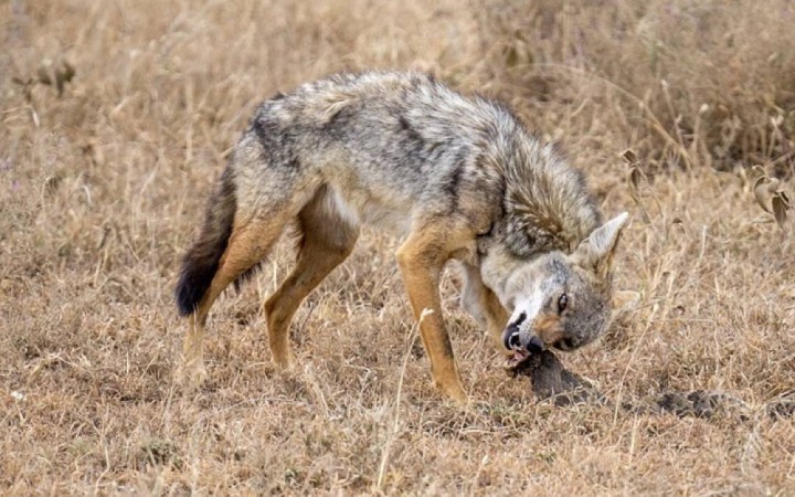 Түркістан облысында шибөрінің балаларға шабуылынан кейін оларды құтыру ауруына тексеру басталды