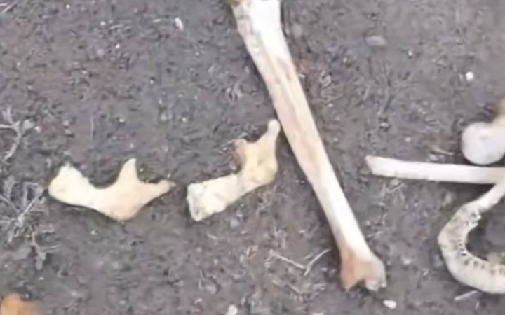 Семейде ескі стадионнан адам сүйектері табылды (ВИДЕО)