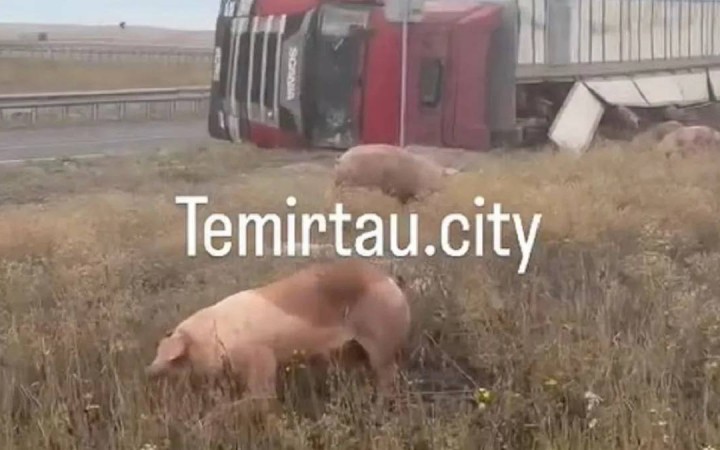 Астана – Қарағанды тасжолында шошқа тиеген жүк көлігі аударылды
