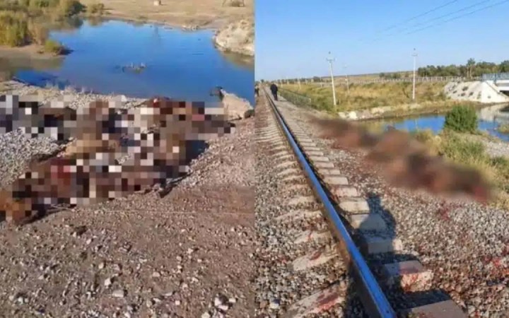 Жамбыл облысында жүк пойызы 70 қойды басып кетті