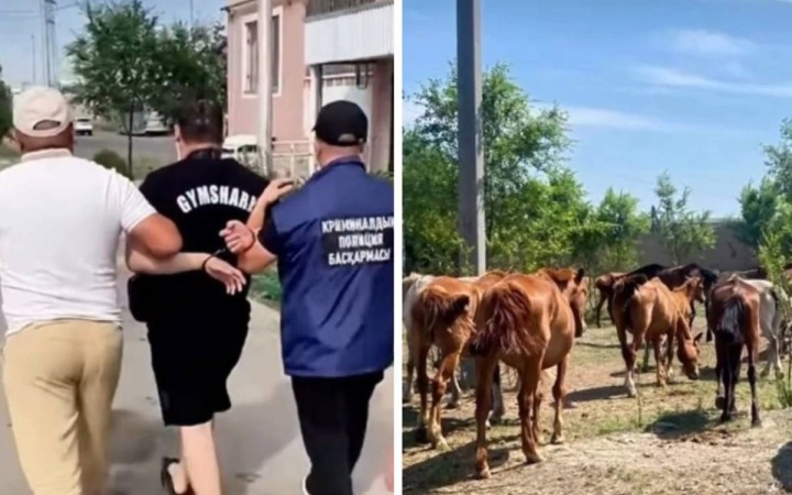 Ақмола облысында әкесі мен баласы 77 жылқыны ұрлап, сатып жіберген деген күдікке ілінді