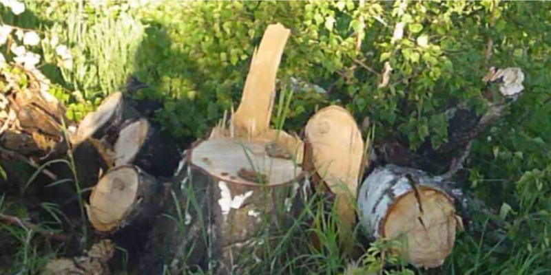 СҚО-ның шенділері орманды отап, қалайы өндіруді бастайды.