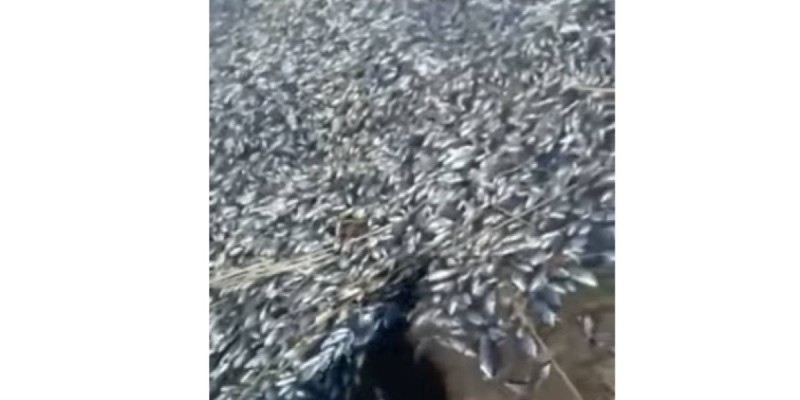 Ойыл өзенінде бес тонна балық қырылып қалған (видео).