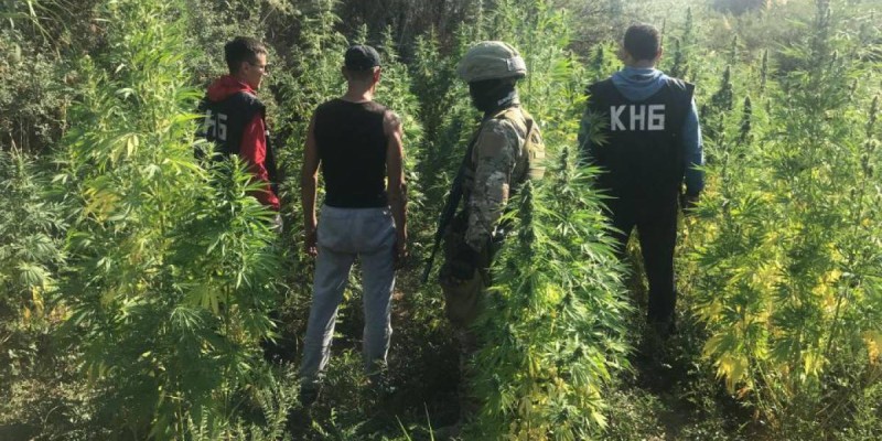 Есірткі егумен айналысқан қылмыстық топ ұсталды.