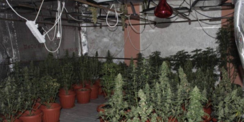 Қызылорда облысының тұрғыны фитозертханада есірткі өсірген.