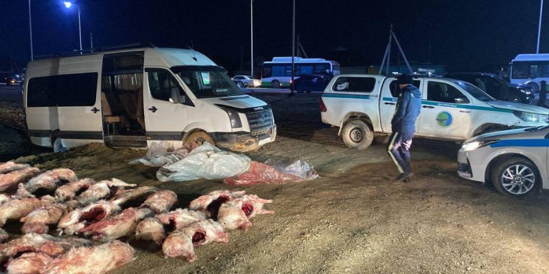 Қызылорда облысында 120-дан астам киікті атқан тұрғындар ұсталды.