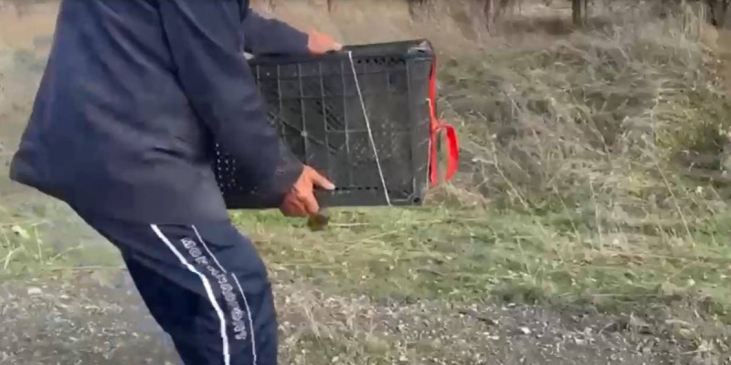 Шымкентте арыстан абданын сатпақ болған азамат ұсталды.